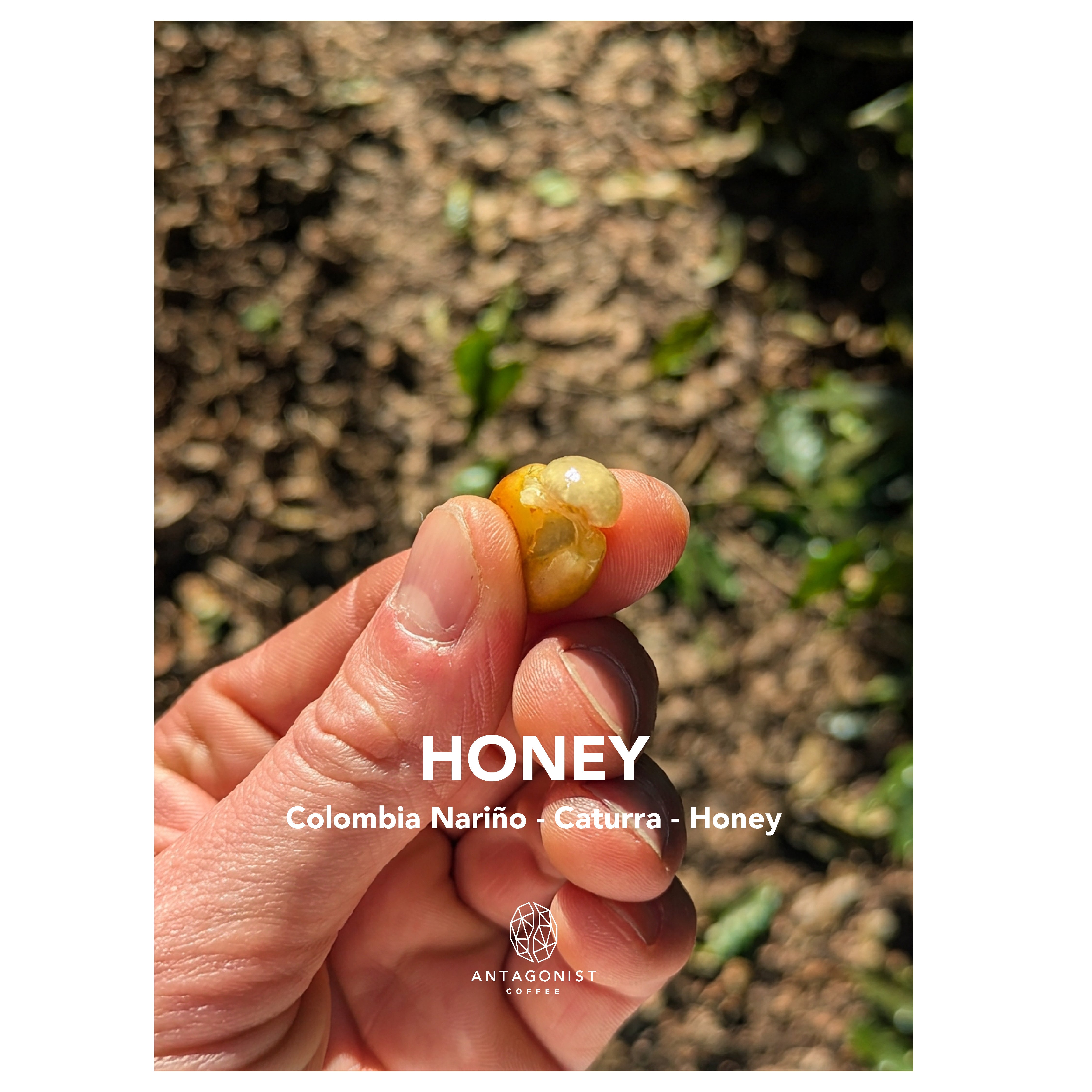 Filterkaffee Honey - Colombia Caturra Honey Process