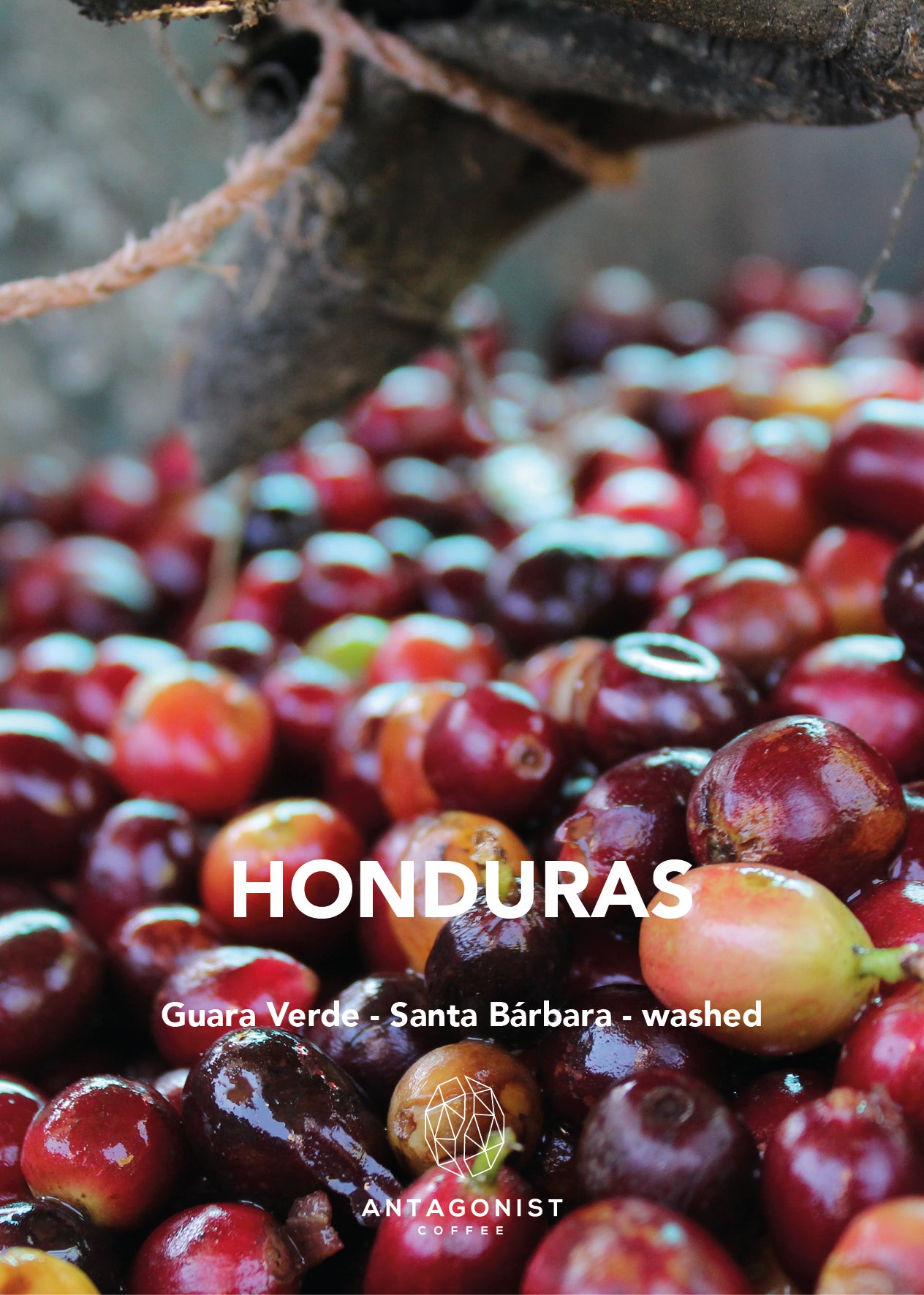 Filterkaffee Honduras