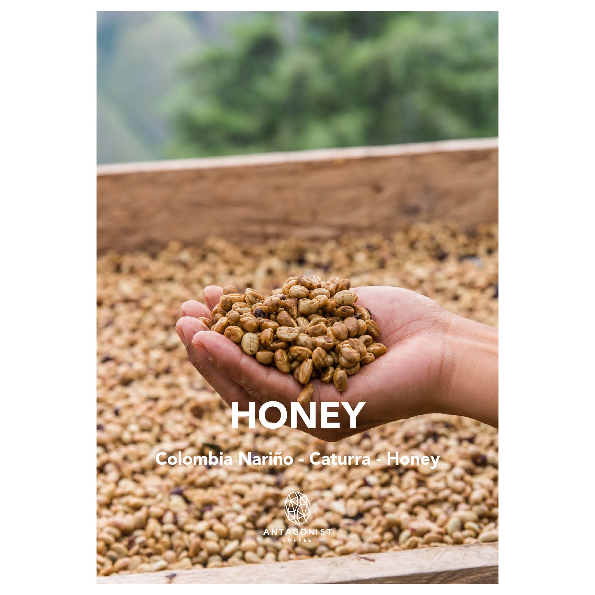 Espresso Honey - Caturra Honey Process