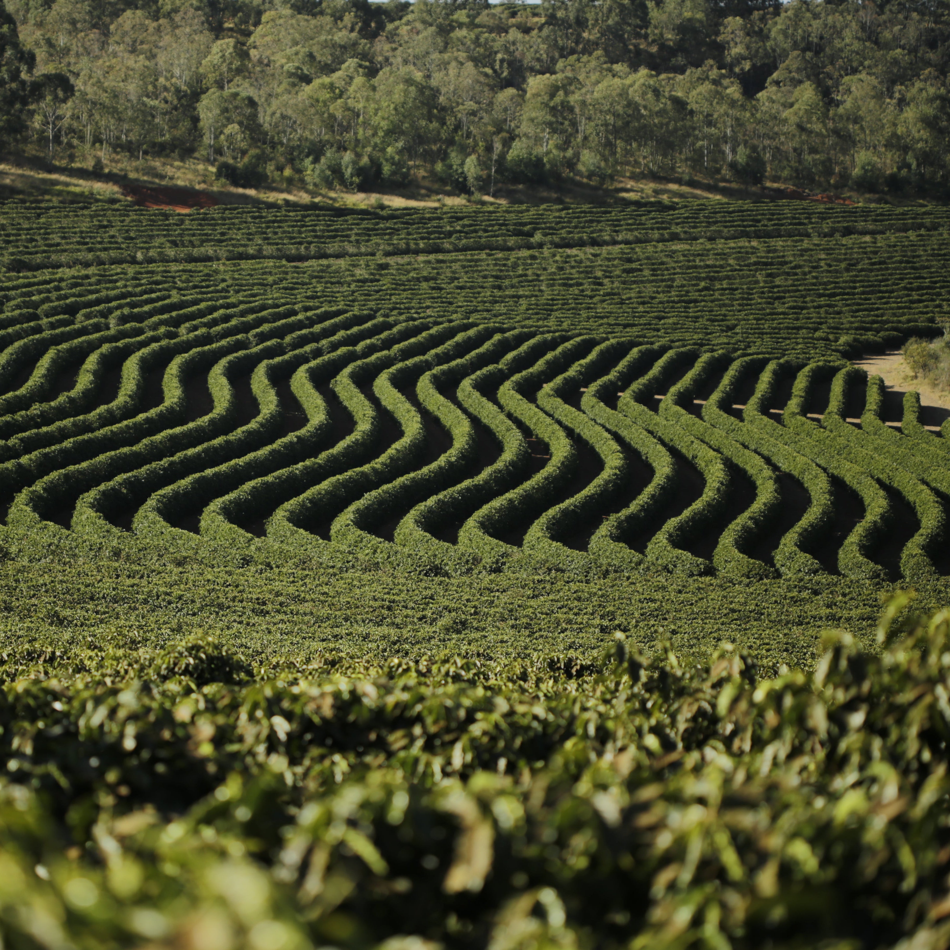 Espresso art takes time